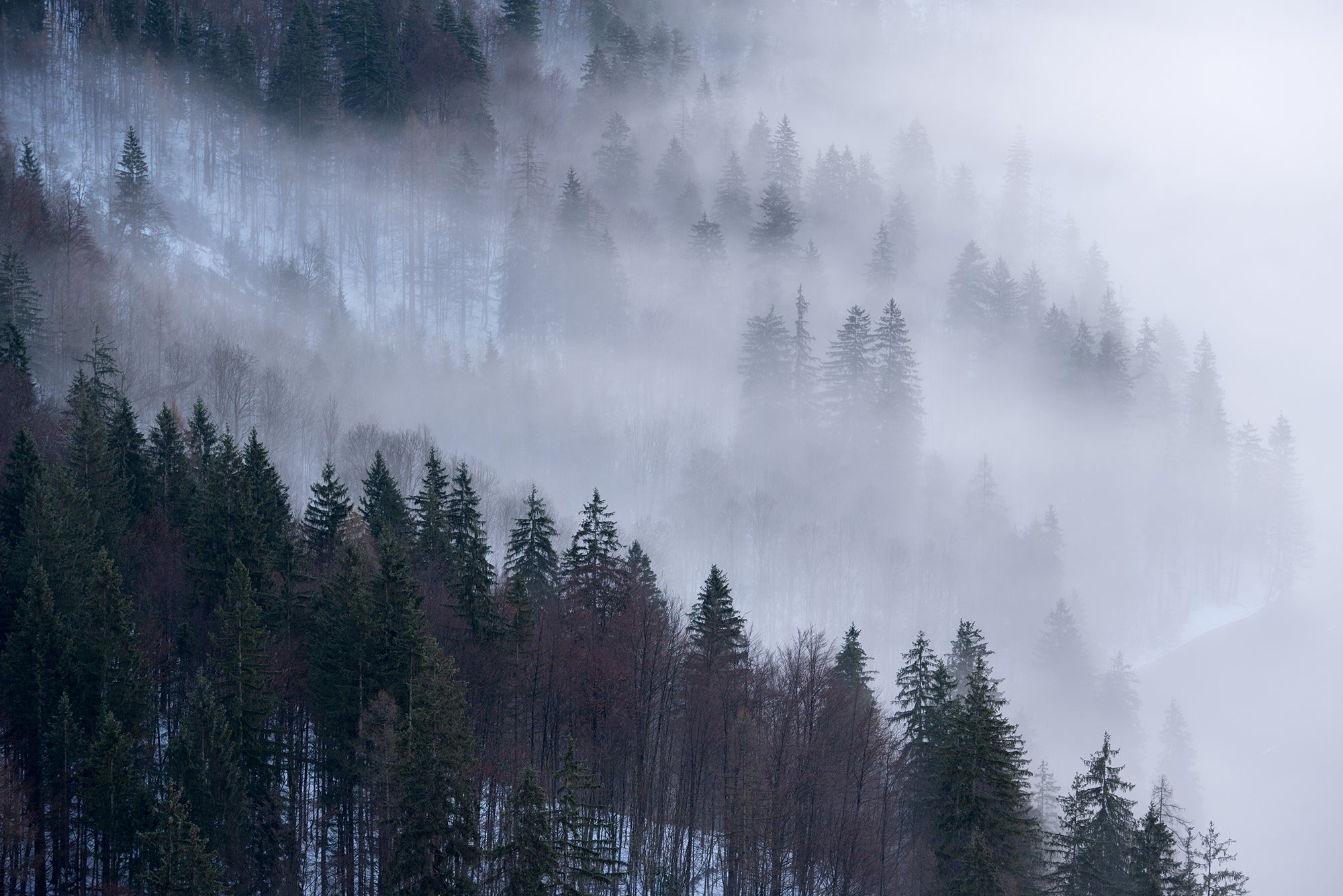 Enchanted_Alpine_Forest_Wallpaper_Mural_Artwork