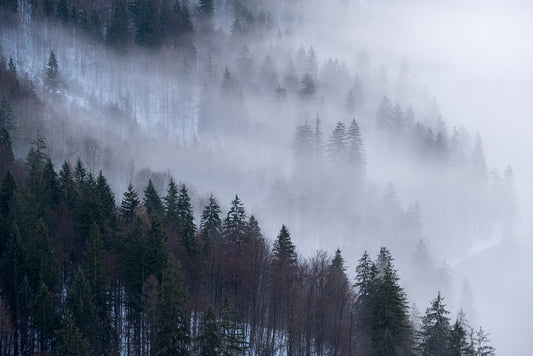 Enchanted_Alpine_Forest_Wallpaper_Mural_Artwork