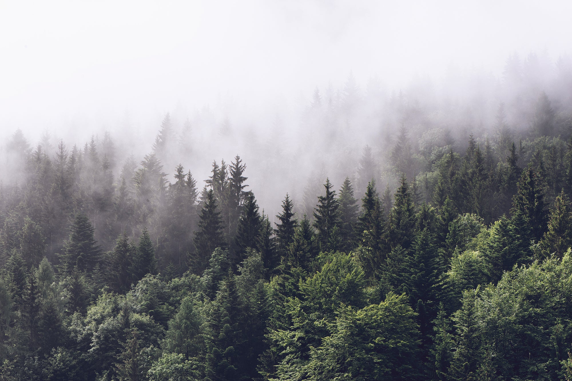 Ethereal Forest Wallpaper Mural
