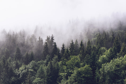 Ethereal Forest Wallpaper Mural