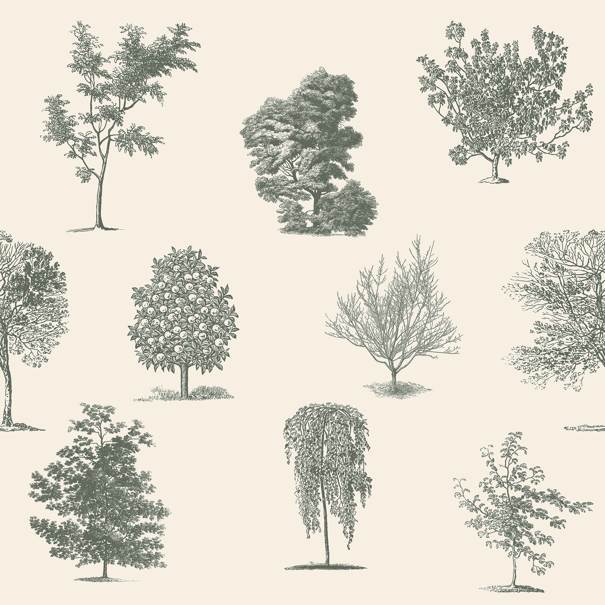Evergreen Wallpaper Tree Light Green  Design