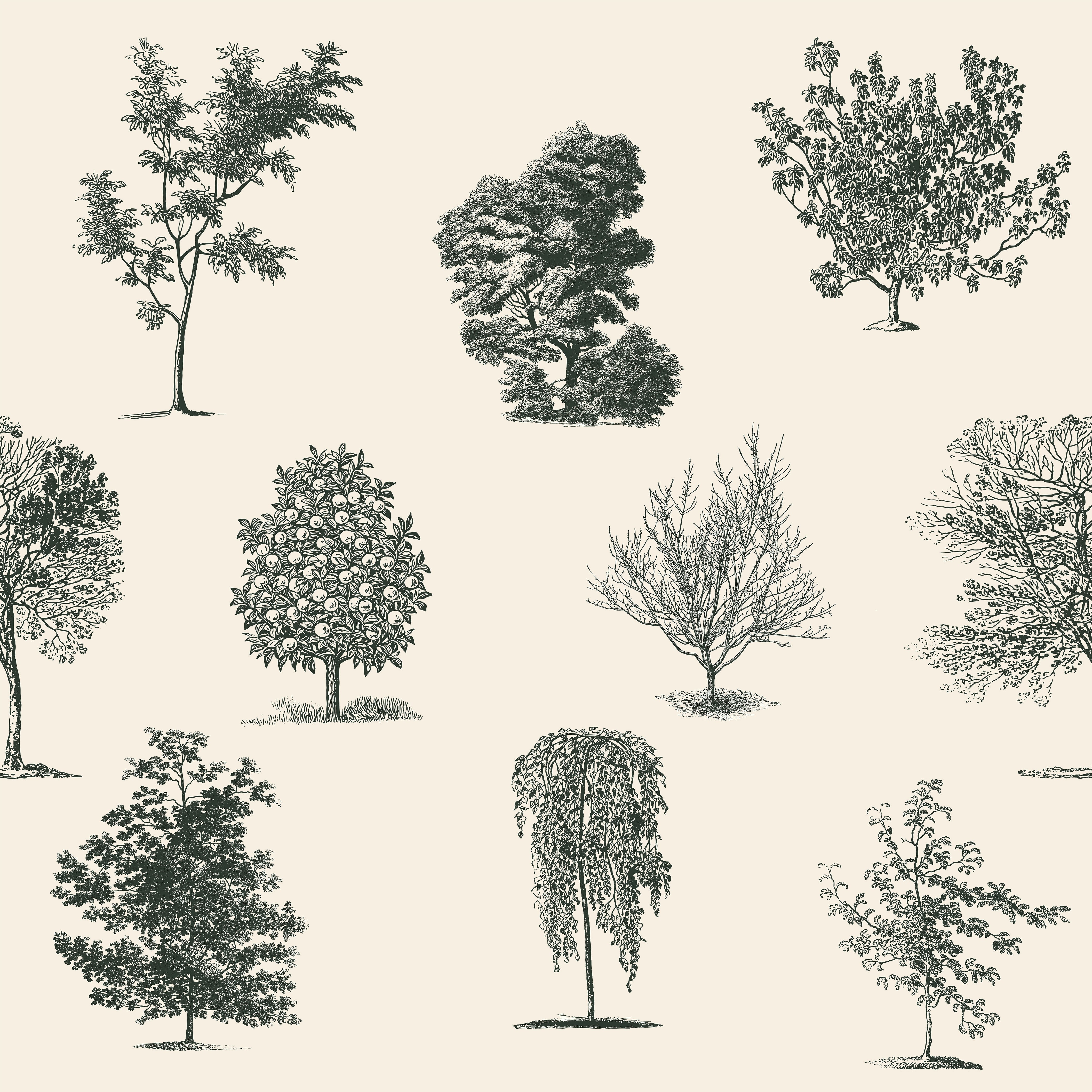 Evergreen Olive Wallpaper Tree Light Green  Design