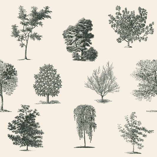 Evergreen Olive Wallpaper Tree Light Green  Design