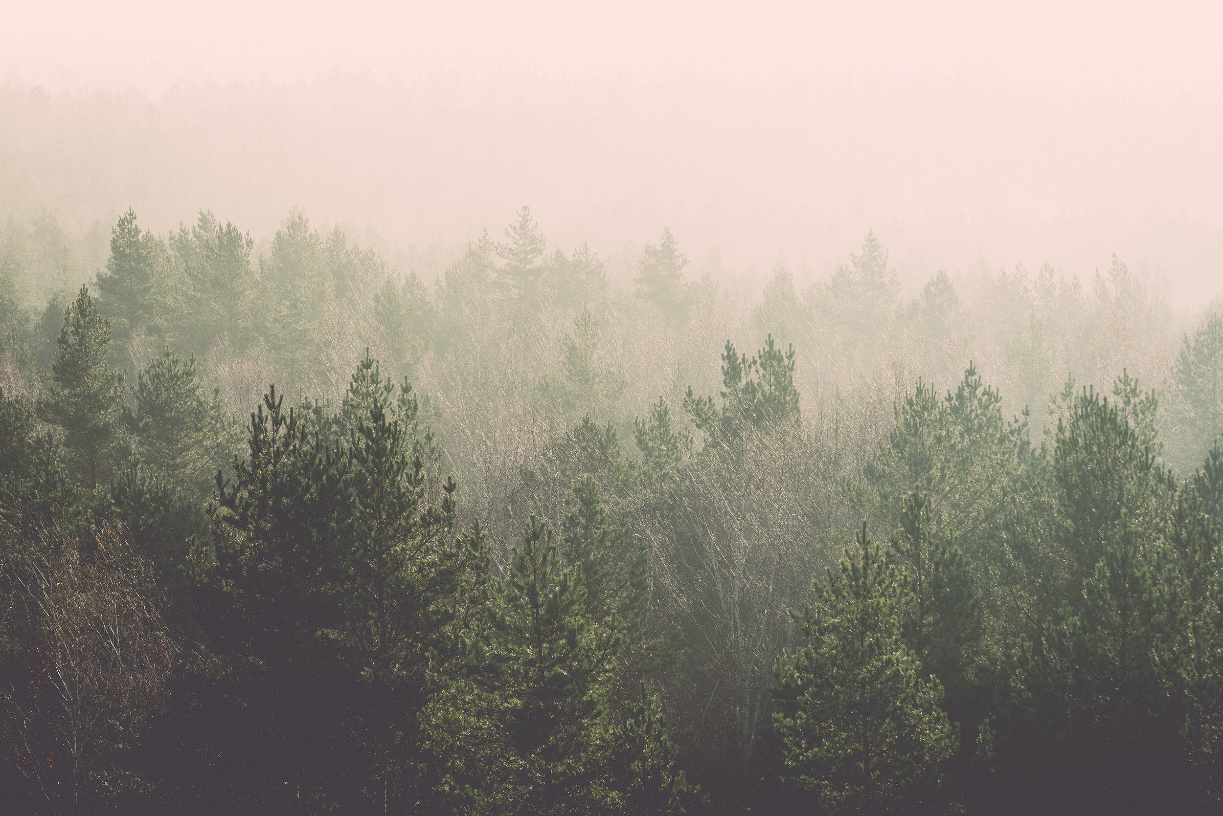 Forest_Haze_Wallpaper_Mural_Artwork