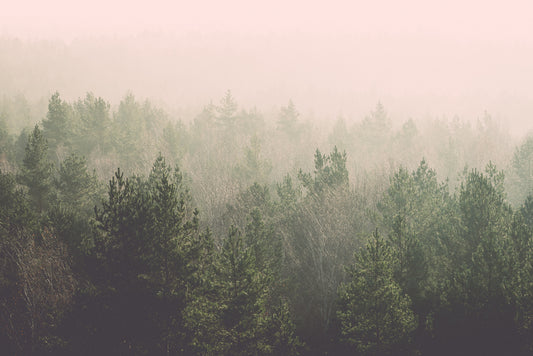 Forest_Haze_Wallpaper_Mural_Artwork