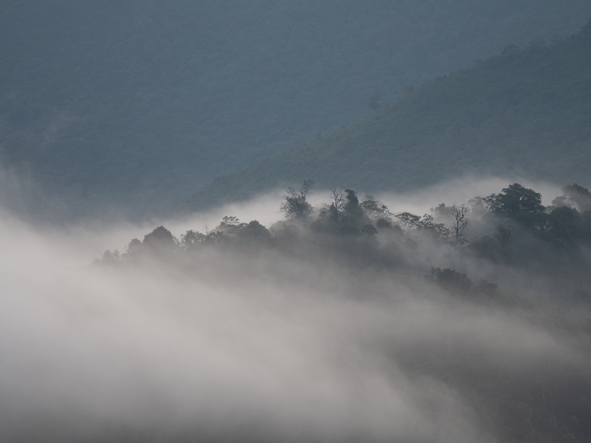 Mystical_Morning_Haze_Wallpaper_Mural_Artwork