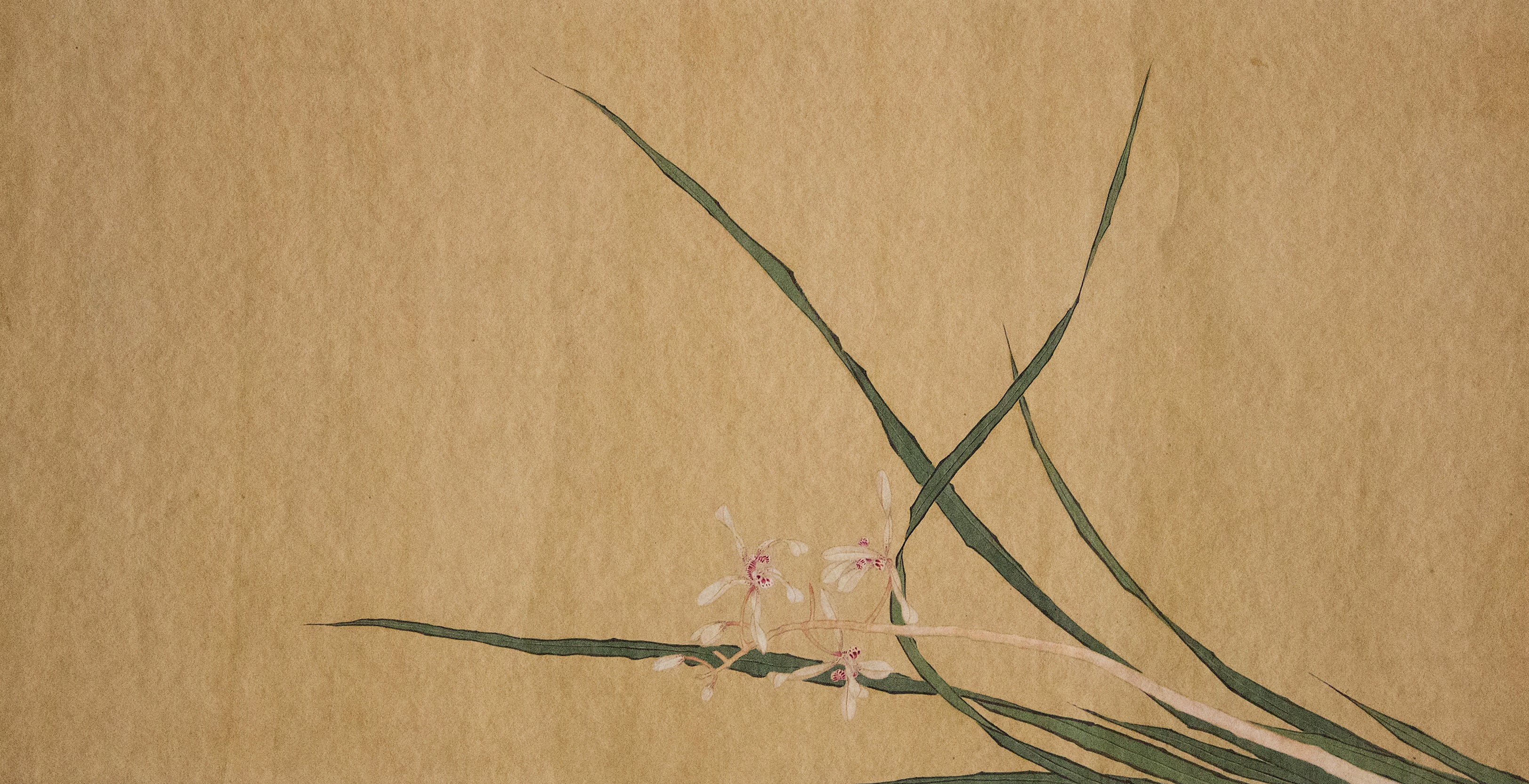 Orchid Full Artwork