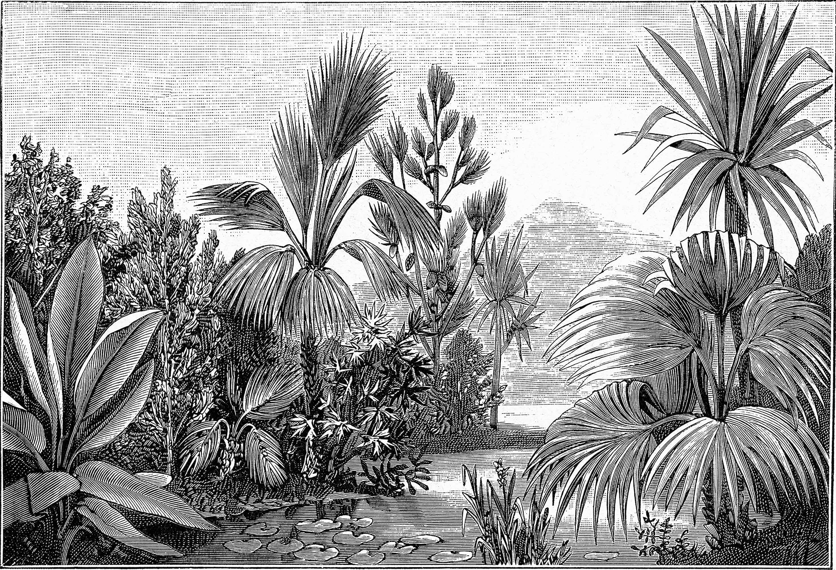 The_Tropics_Wallpaper_Mural_Artwork