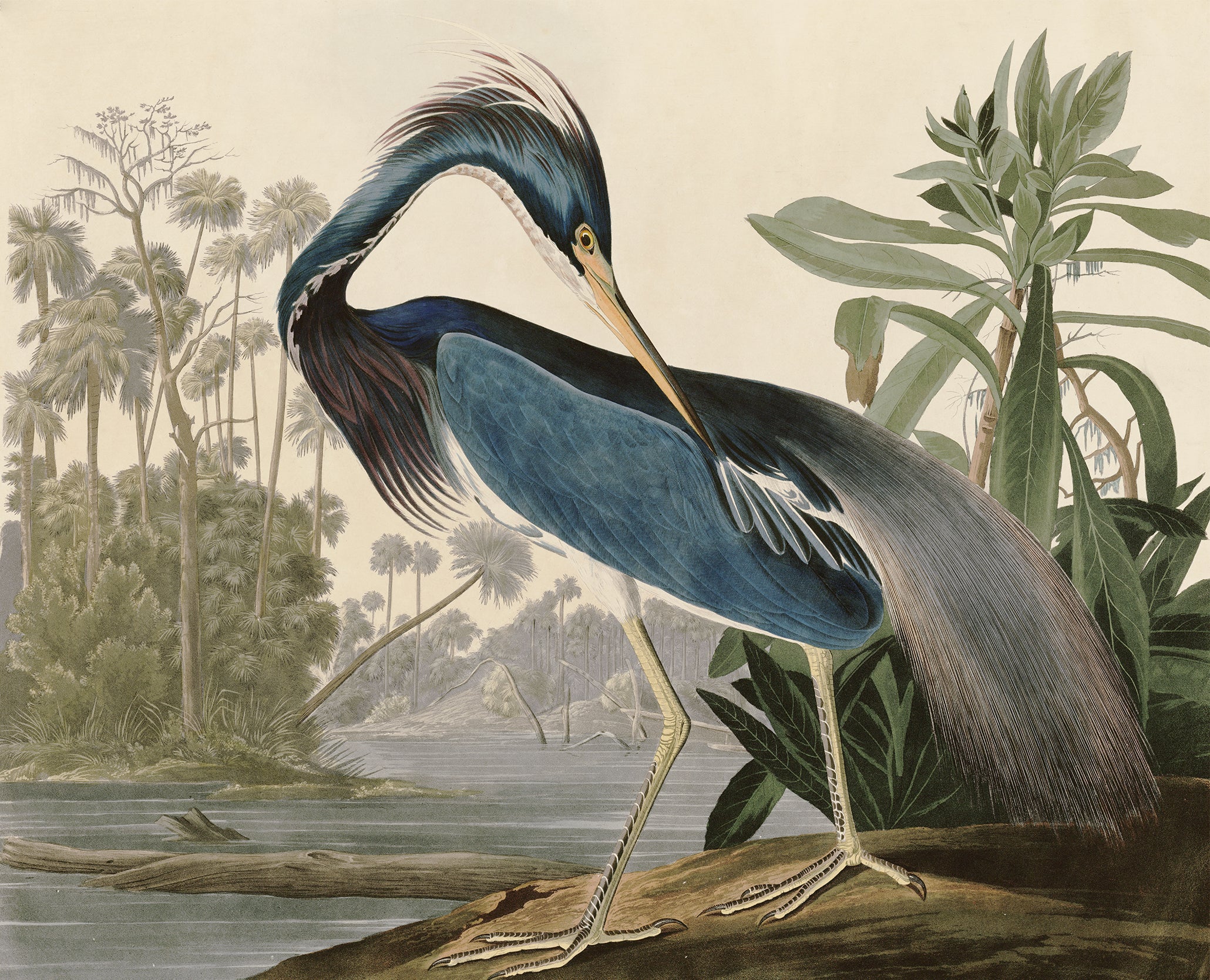Louisiana Heron Bird Wallpaper Mural Full Artwork