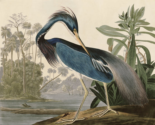 Louisiana Heron Bird Wallpaper Mural Full Artwork